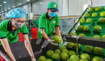 Singapore siết khai báo nhập khẩu, doanh nghiệp Việt xuất khẩu thủy sản cần lưu ý