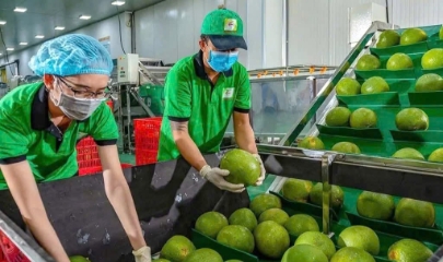 Thương vụ Việt Nam tại Singapore khuyến nghị doanh nghiệp xuất khẩu cần tìm hiểu kỹ quy định của thị trường để xuất khẩu bền vững.