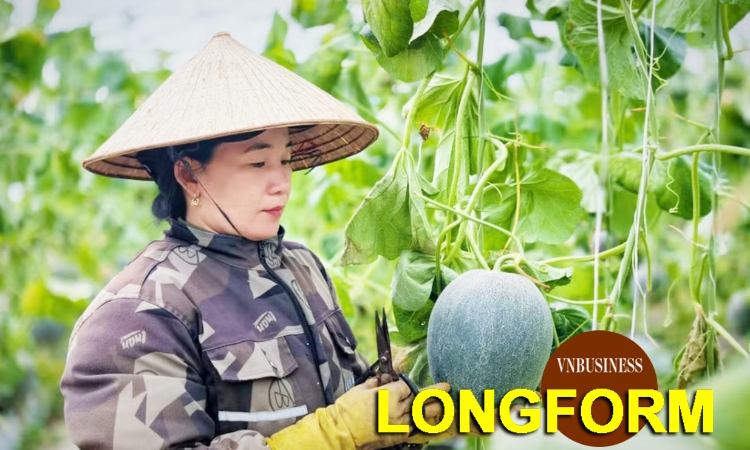 HTX thiết lập trật tự mới trong nông nghiệp, mở hướng làm giàu cho nông dân