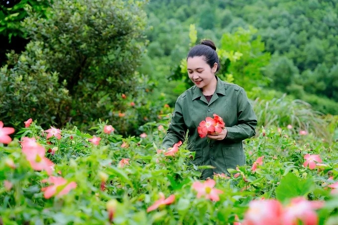 Chị Nguyễn Thị Bình, Giám đốc HTX Nông nghiệp và Dược liệu Thiên Phúc khởi nghiệp thành công với mô hình sâm bố chính.