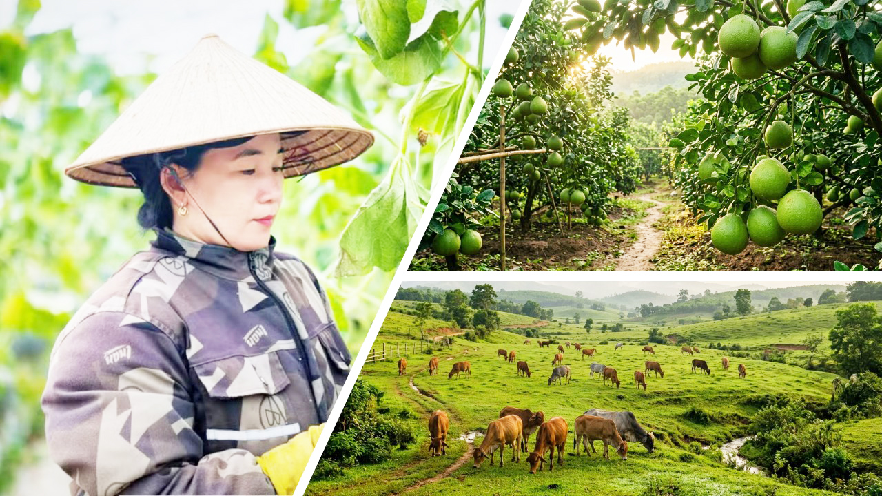 HTX thiết lập 'trật tự mới' trong nông nghiệp, mở hướng làm giàu cho nông dân