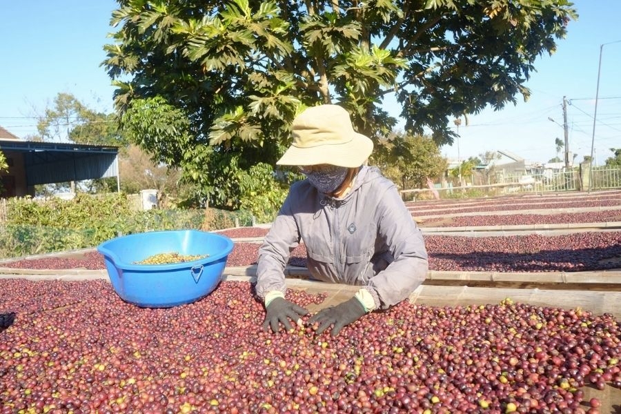 Giá cà phê giảm ở các vùng trồng tại Tây Nguyên.