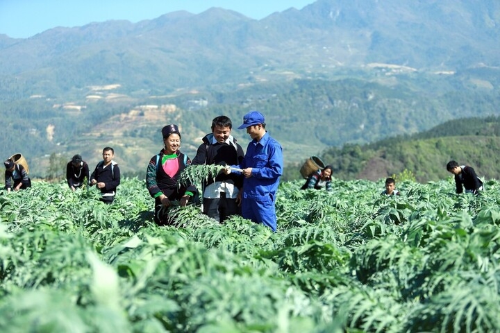 Từ từng hộ nhỏ đến chuỗi giá trị, HTX giúp người dân đồng bào thiểu số thay đổi cuộc sống.