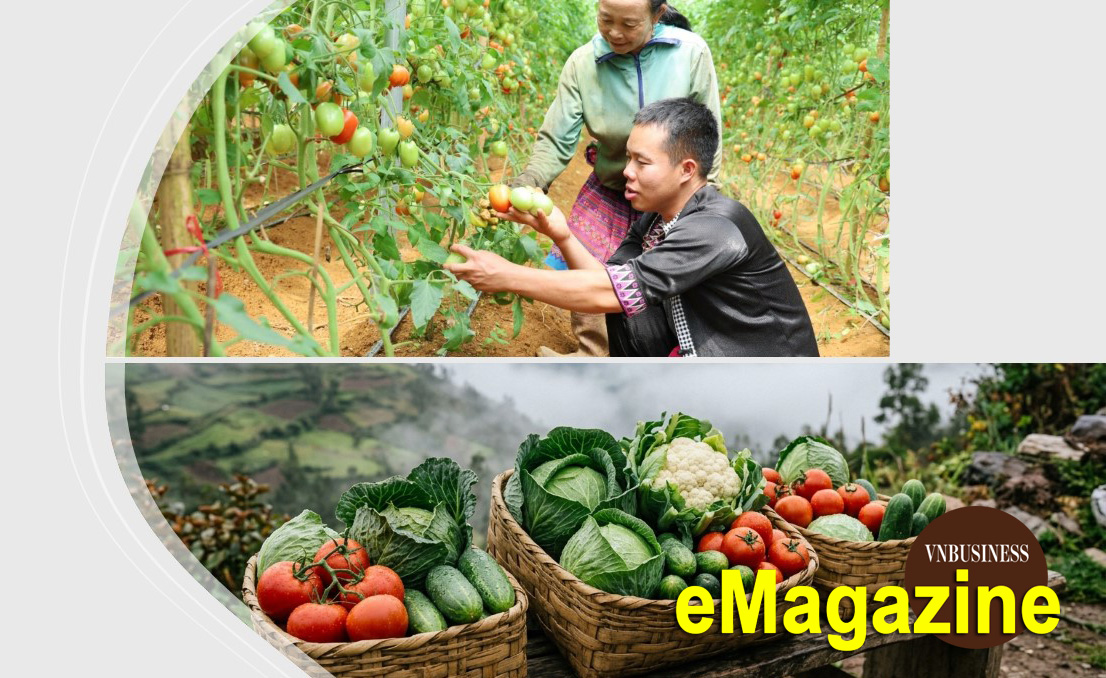 Chuyện dựng sinh kế mới trên những triền núi của chàng trai người Mông