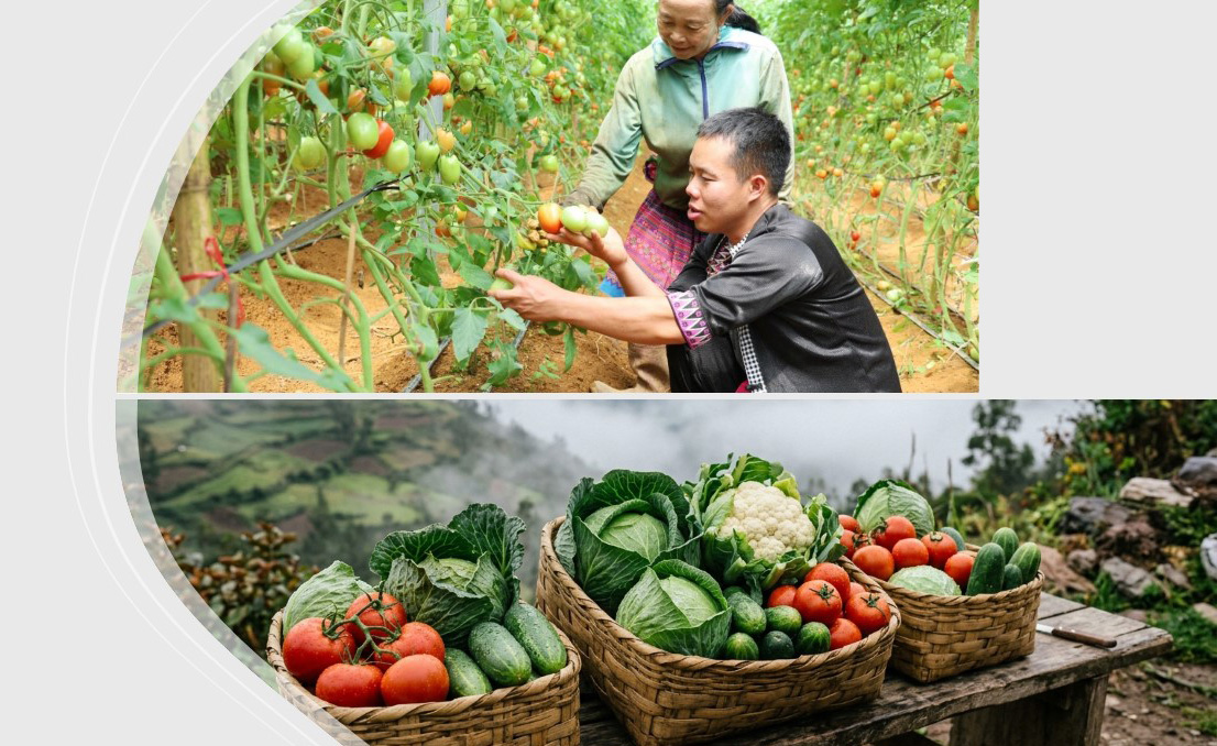 Mô hình nhà màng công nghệ cao và hệ thống tưới nhỏ giọt canh tác rau hữu cơ trên triền núi