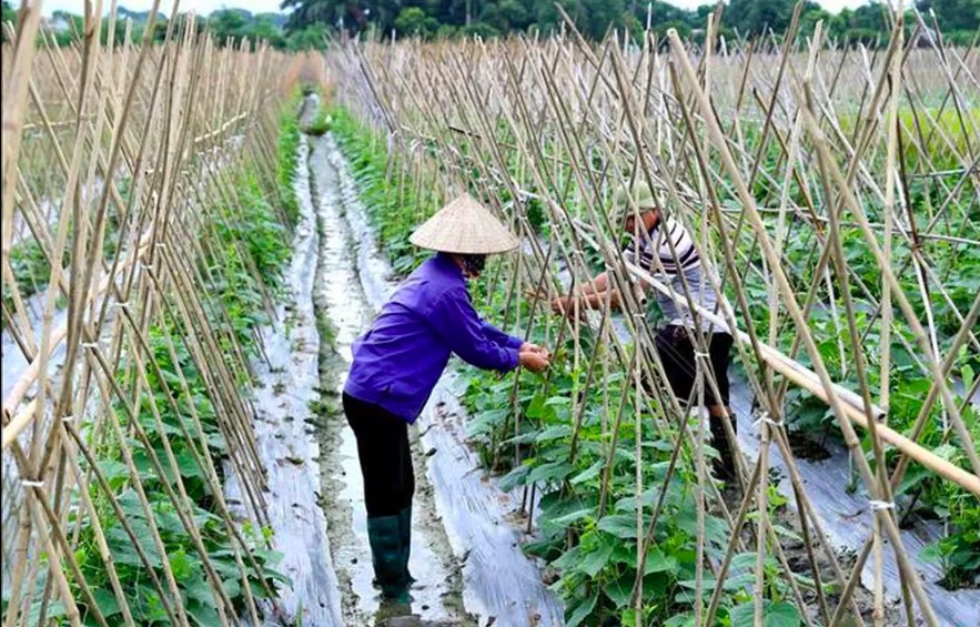 Bộ Tài chính đề xuất hướng dẫn cơ chế sử dụng kinh phí ngân sách nhà nước chi thường xuyên thực hiện các chính sách hỗ trợ hợp tác xã, liên hiệp hợp tác xã