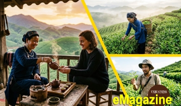 Từ hộ đơn lẻ đến chuỗi giá trị: Cây chè lên hương cùng HTX vùng cao