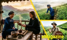 Từ hộ đơn lẻ đến chuỗi giá trị: Cây chè lên hương cùng HTX vùng cao