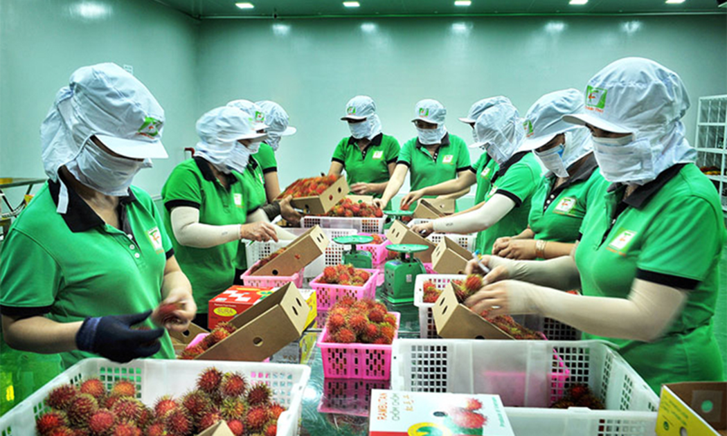 Thị trường Úc đang mở ra dư địa lớn để doanh nghiệp Việt Nam gia tăng xuất khẩu.