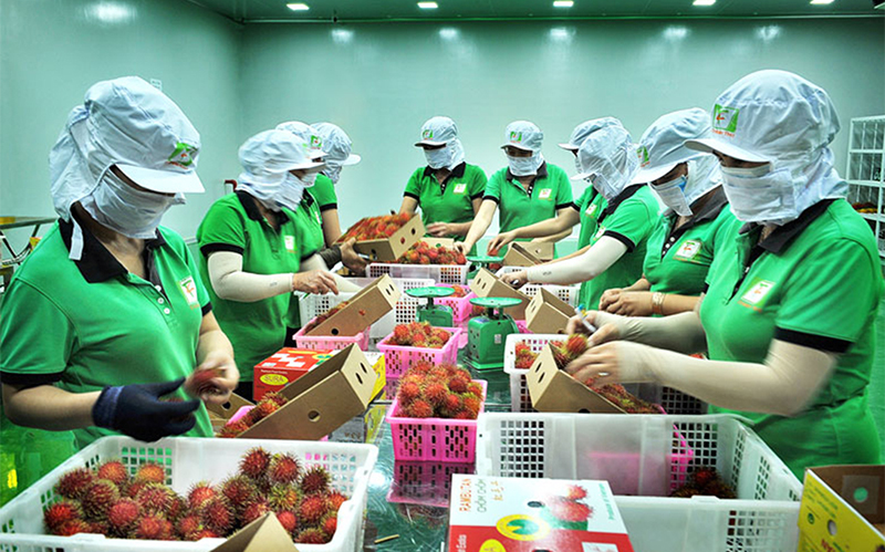 Nông sản, thực phẩm nhập khẩu tại Úc cần phải được kiểm tra theo từng sản phẩm, thành phần, mức độ chế biến, mục đích sử dụng và xuất xứ...