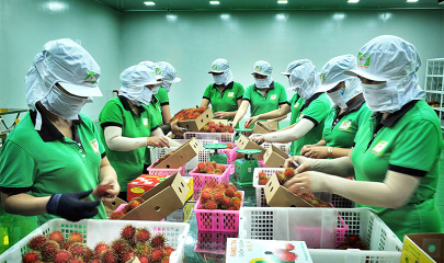 Thị trường Úc đang mở ra dư địa lớn để doanh nghiệp Việt Nam gia tăng xuất khẩu.