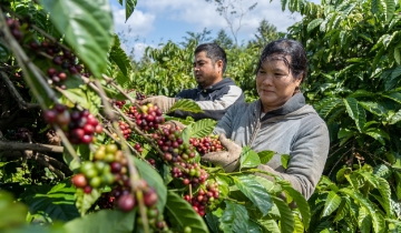 Giá cà phê phục hồi, tăng 200 đồng/kg