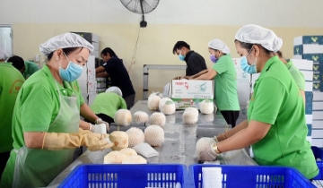 Xuất khẩu sang thị trường châu Âu: Nhiều ưu đãi, vì sao doanh nghiệp nhỏ vẫn khó vào?