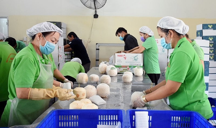 Xuất khẩu sang thị trường châu Âu: Nhiều ưu đãi, vì sao doanh nghiệp nhỏ vẫn khó vào?