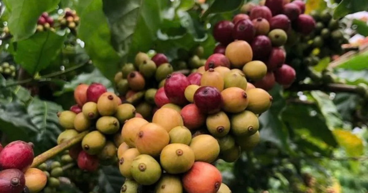 Giá cà phê nội địa giảm nhẹ, thị trường quốc tế phục hồi