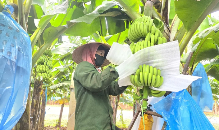 Tại nhiều địa phương, mã số vùng trồng đang tác động trực tiếp đến phương thức tổ chức sản xuất.