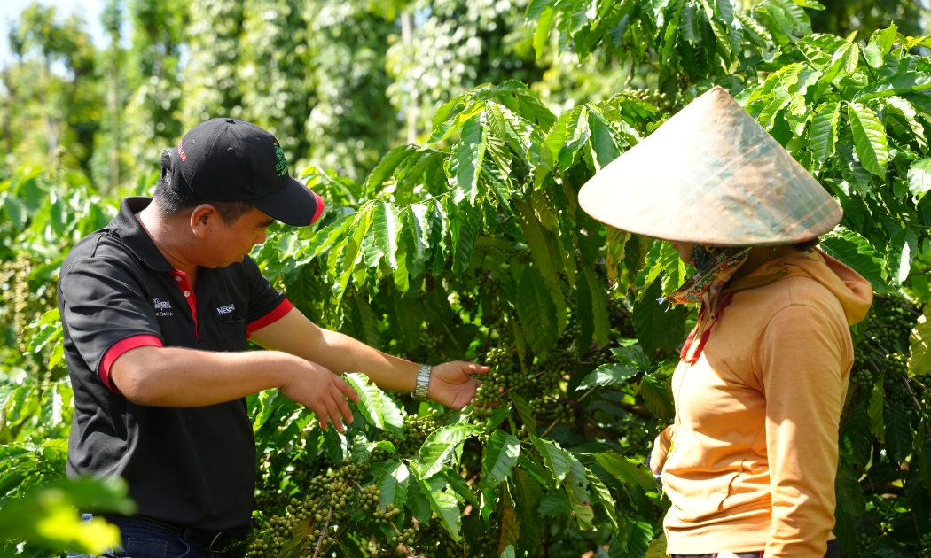 Thông qua Chương trình NESCAFÉ Plan, Nestlé Việt Nam hỗ trợ các nông hộ áp dụng phương pháp nông nghiệp tái sinh giúp họ nâng cao thu nhập.