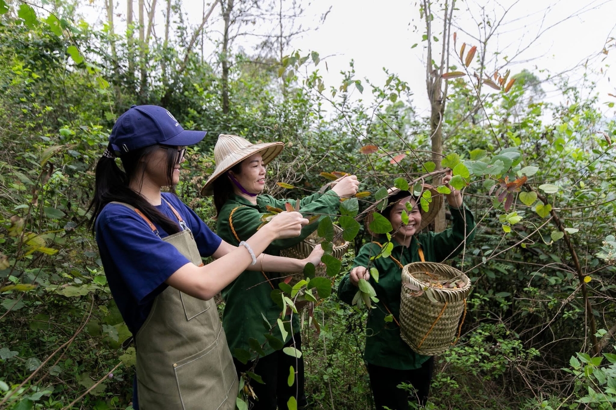 Cây Thành ngạnh – loài thảo mộc quý của vùng núi Vua Bà được HTX Embera sử dụng làm nguyên liệu sản xuất sữa tắm.
