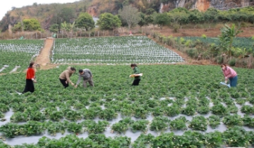 Nông nghiệp công nghệ cao phải giải bài toán đầu ra và hiệu quả đầu tư