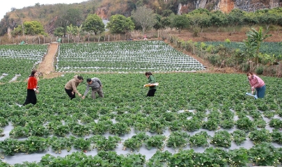 Nông nghiệp công nghệ cao đã tạo ra hiệu quả rõ rệt tại một số địa phương và mô hình.