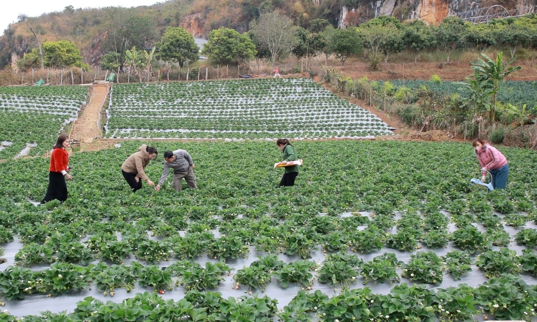 Nông nghiệp công nghệ cao đã tạo ra hiệu quả rõ rệt tại một số địa phương và mô hình.