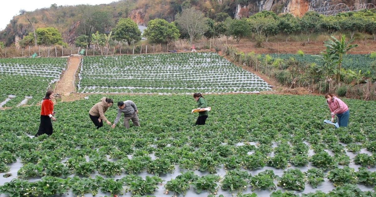 Nông nghiệp công nghệ cao phải giải bài toán đầu ra và hiệu quả đầu tư
