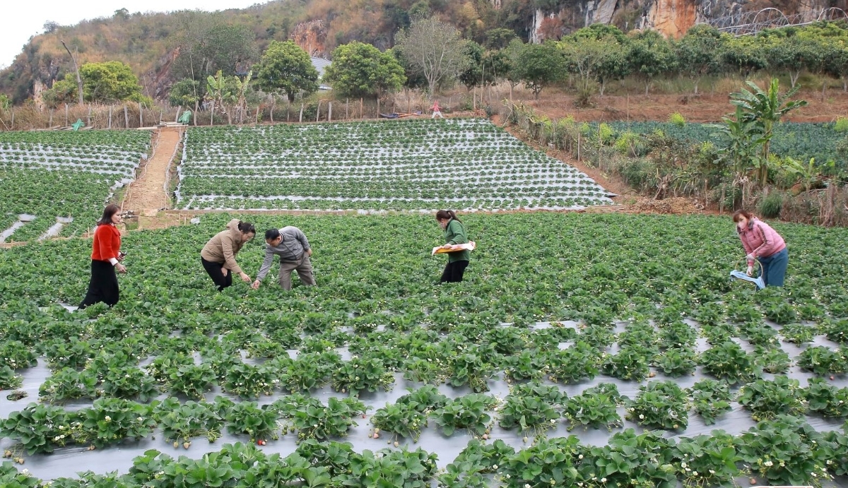 Nông nghiệp công nghệ cao đã tạo ra hiệu quả rõ rệt tại một số địa phương và mô hình.