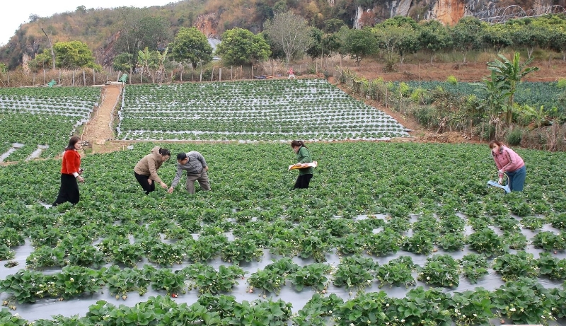Nông nghiệp công nghệ cao phải giải bài toán đầu ra và hiệu quả đầu tư