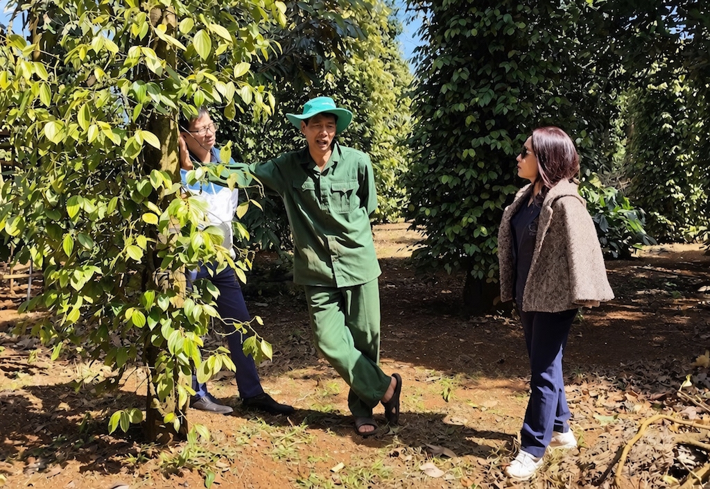 Người dân ở Đắk Wil trao đổi về cách chăm sóc hồ tiêu theo quy trình liên kết, từng bước nâng chất lượng và ổn định đầu ra.