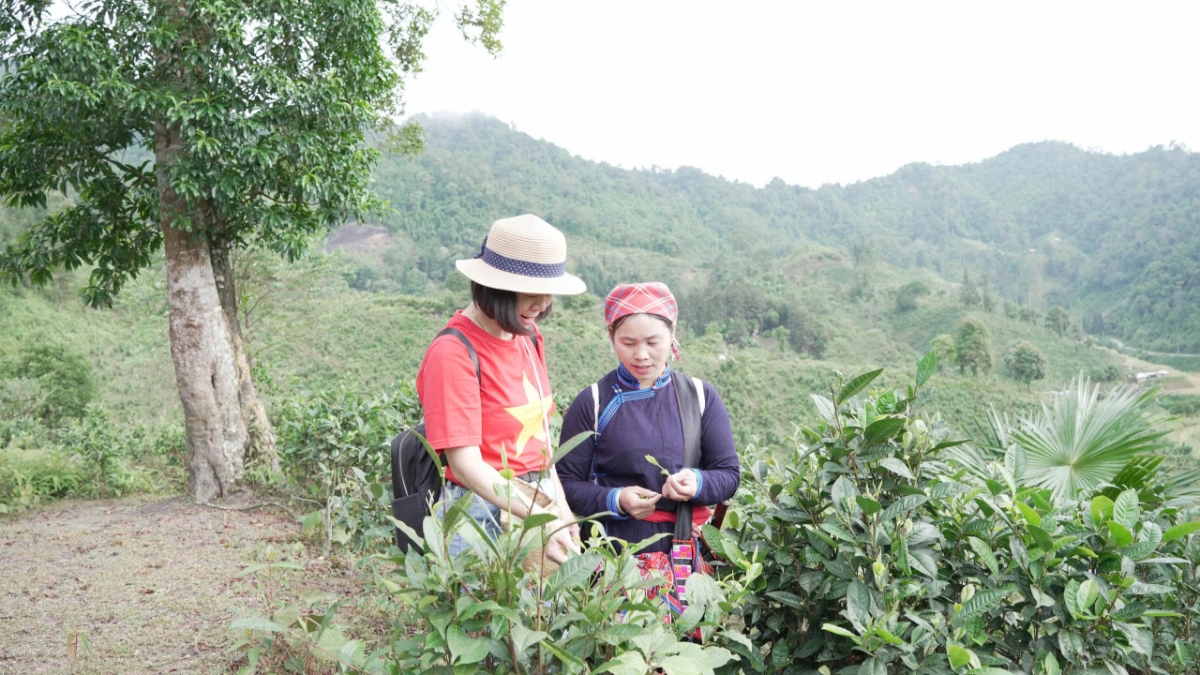 Tại Bản Liền, cây chè Shan tuyết gắn với đời sống của đồng bào Tày.