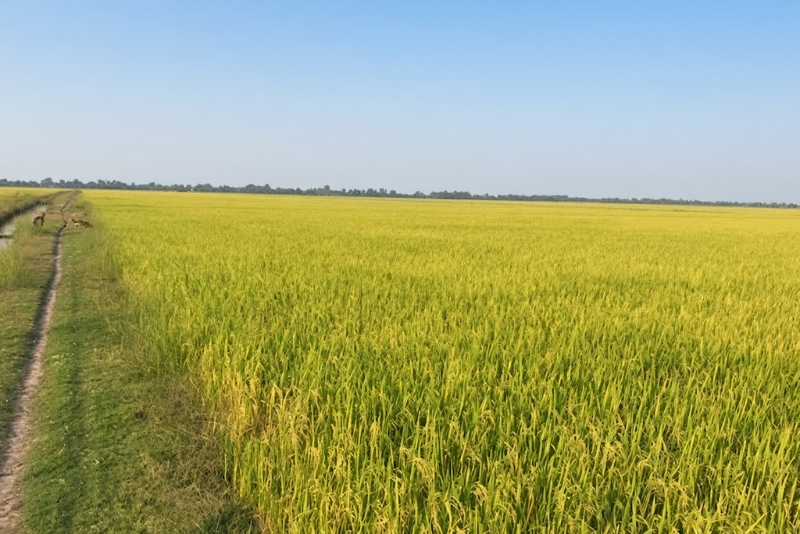 HTX gom sức nông hộ, đưa vùng lúa Khánh Hưng lên quy mô lớn