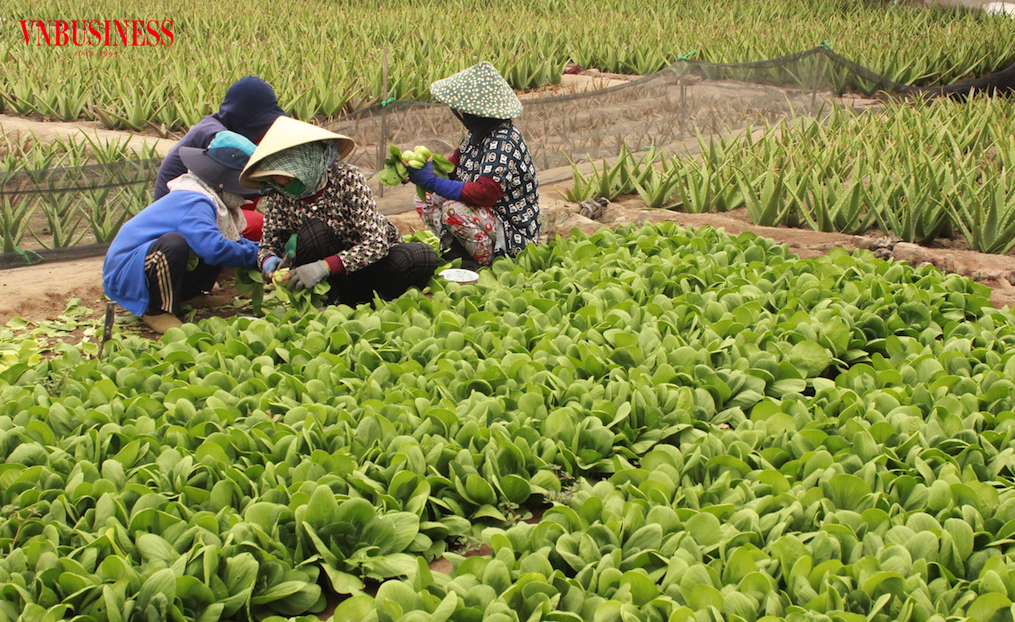 Khi sản xuất, tiêu thụ và chế biến được nối liền, mô hình HTX có thêm dư địa mở rộng và tạo việc làm cho người dân ở vùng khó khăn.