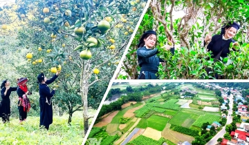 Dự án 3 mở rộng sinh kế, thúc đẩy sản xuất theo chuỗi giá trị ở Thái Nguyên