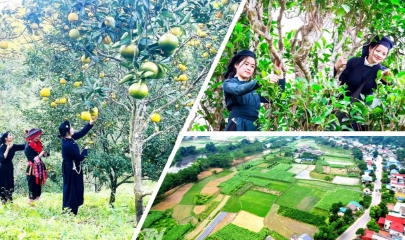 Dự án 3 mở rộng sinh kế, thúc đẩy sản xuất theo chuỗi giá trị ở Thái Nguyên