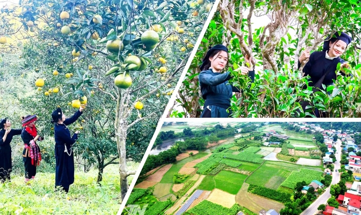 Dự án 3 mở rộng sinh kế, thúc đẩy sản xuất theo chuỗi giá trị ở Thái Nguyên