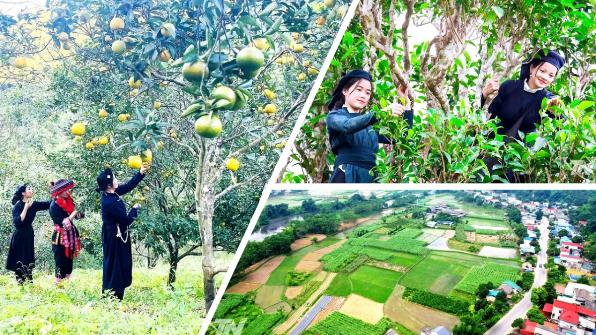 Dự án 3 mở rộng sinh kế, thúc đẩy sản xuất theo chuỗi giá trị ở các địa phương có đông đồng bào DTTS.