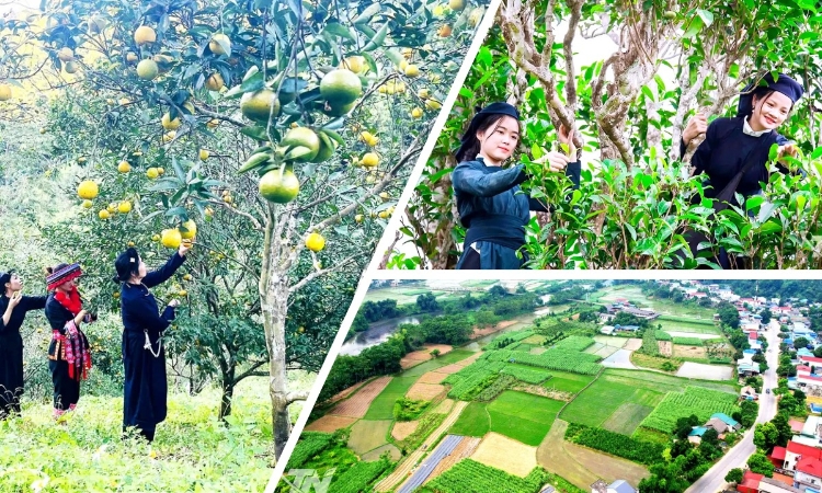 Dự án 3 mở rộng sinh kế, thúc đẩy sản xuất theo chuỗi giá trị ở Thái Nguyên