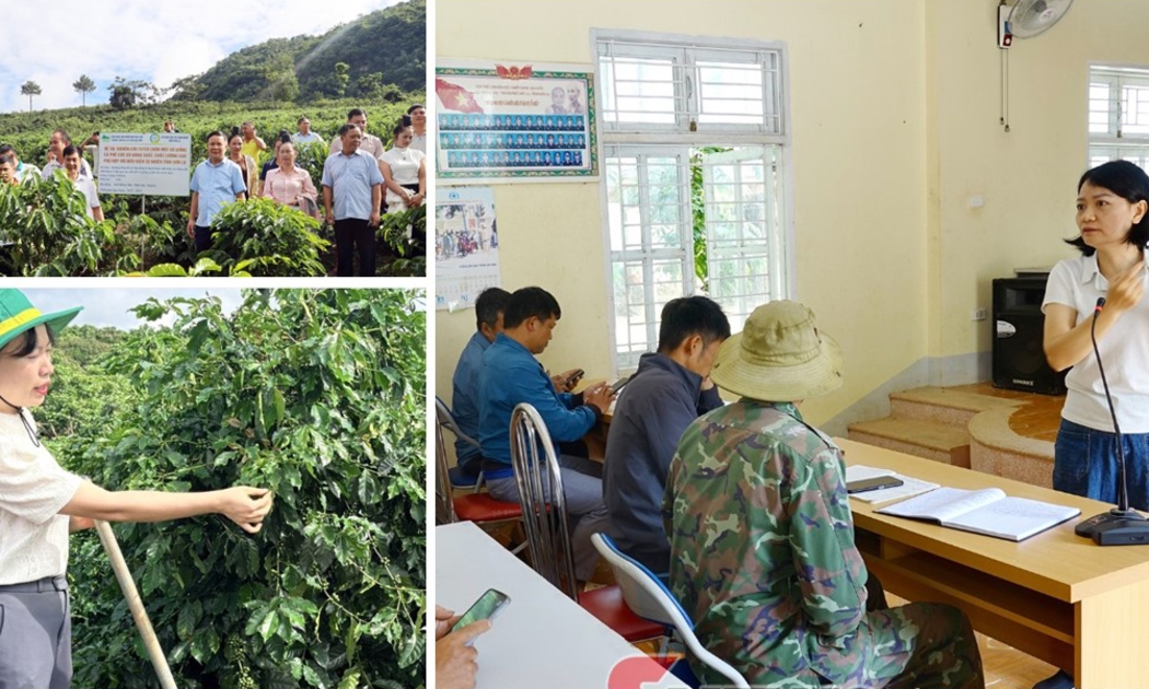 Đưa khoa học công nghệ vào chuỗi giá trị cà phê ở vùng cao Sơn La