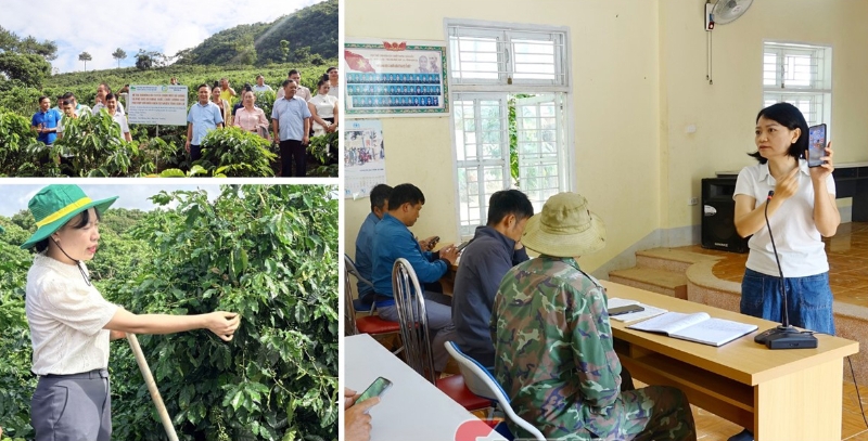 Đưa khoa học công nghệ vào chuỗi giá trị cà phê ở vùng cao Sơn La