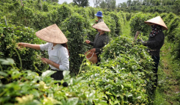 Hành trình từ tổ nhóm liên kết đến HTX: Lời giải cho sinh kế bền vững
