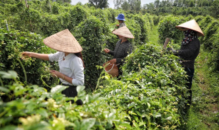 Hành trình từ tổ nhóm liên kết đến HTX: Lời giải cho sinh kế bền vững
