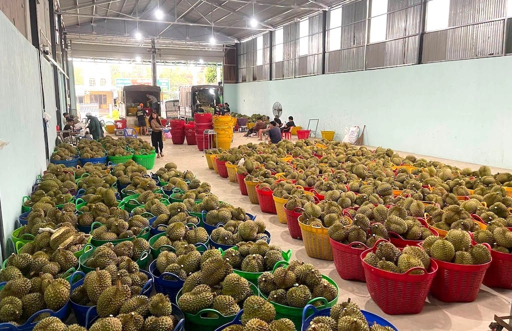 Sản xuất theo tiêu chuẩn, minh bạch thông tin vùng trồng giúp HTX Bàu Đồng nâng cao giá trị trái sầu riêng và củng cố niềm tin với đối tác thu mua.