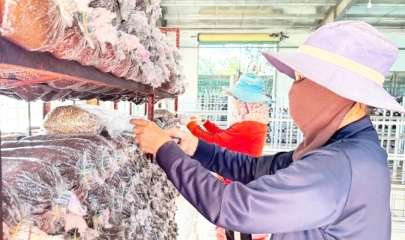 HTX và bài toán pháp lý vùng cao: Gỡ vướng đất đai, vốn vay và liên kết sản xuất