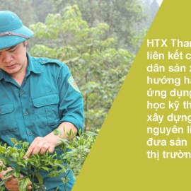 Cây ớt gió khởi nguồn chuỗi giá trị HTX trên cao nguyên đá