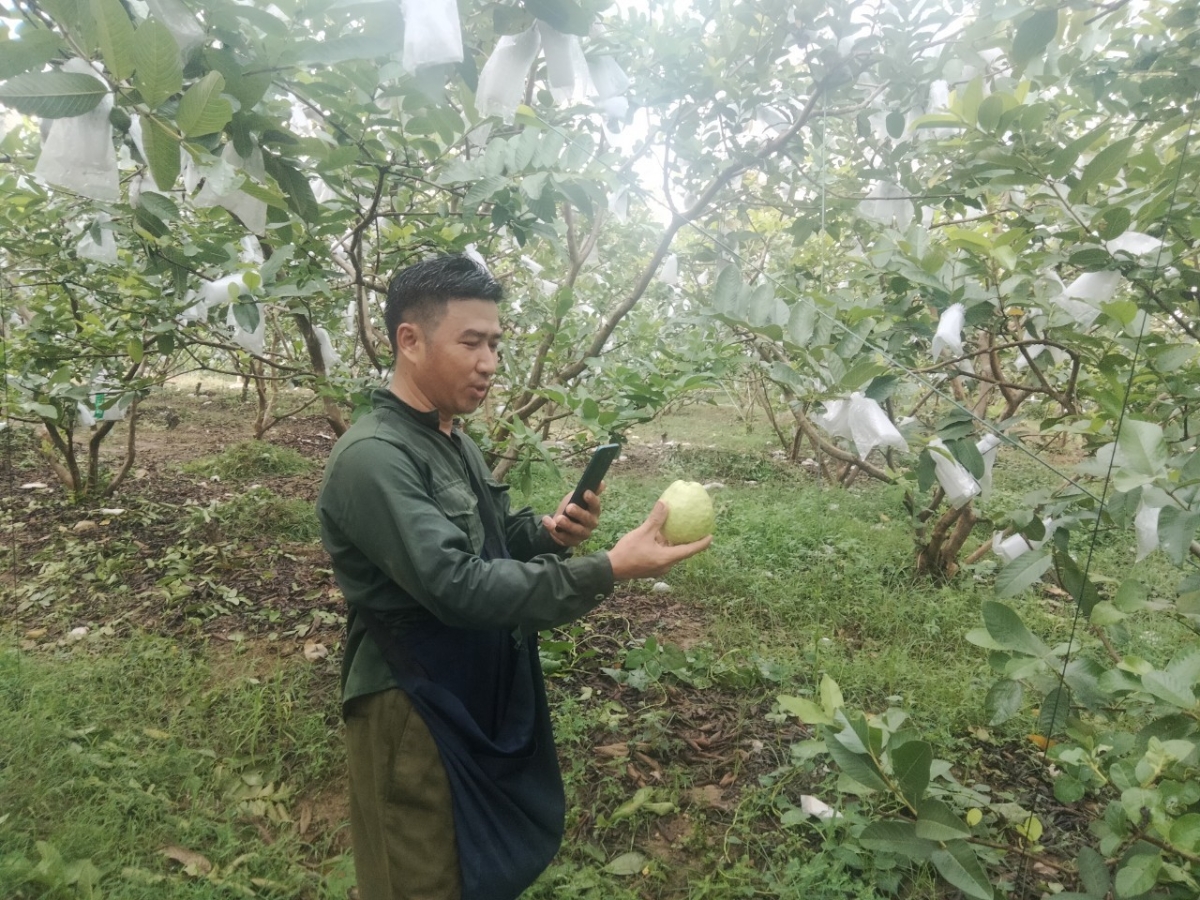 Tối ưu chi phí và nhân lực sẽ giúp HTX đưa nông sản lên sàn thương mại điện tử hiệu quả hơn.