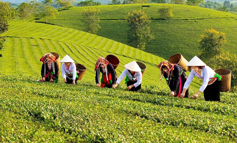 Tại Phú Thọ, Chương trình 1719 trong giai đoạn I (2021-2025) được triển khai với 10 dự án, 14 tiểu dự án và 36 nội dung thành phần.