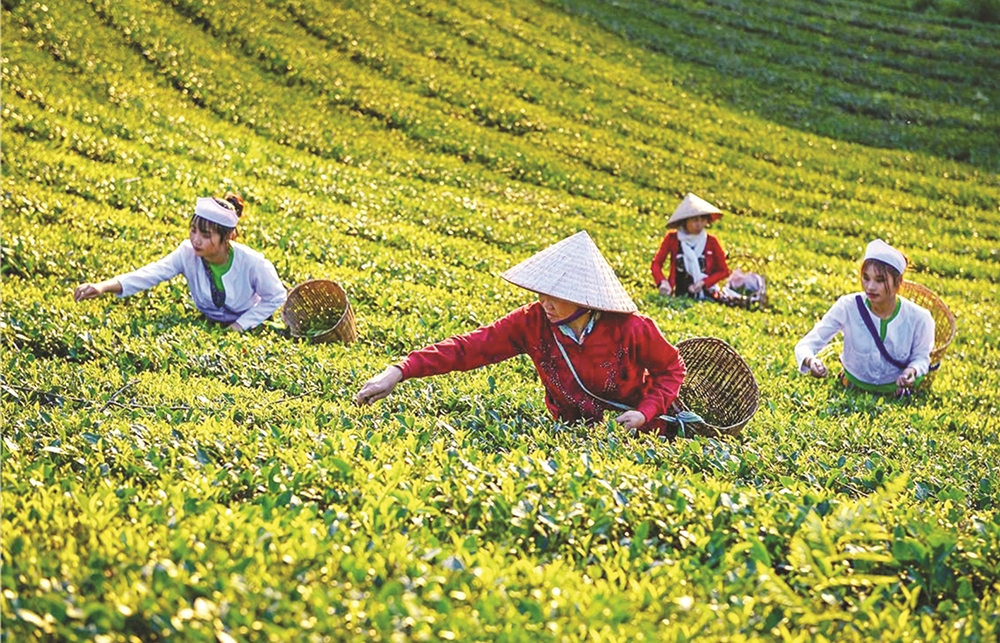 HTX có thể trở thành trục kết nối giữa hỗ trợ chính sách và năng lực tự phát triển của người dân.