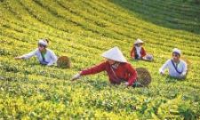 Đưa sinh kế vào trung tâm giảm nghèo vùng dân tộc thiểu số