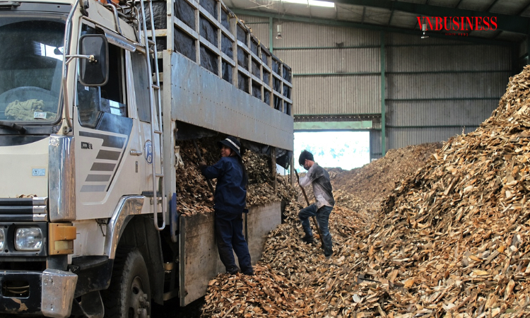 Ngành sắn trước sức ép kép: Xuất khẩu giảm, giá nguyên liệu tăng