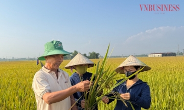 Phương pháp sạ hàng kết hợp vùi phân giúp giảm chi phí sản xuất 9,3 triệu đồng/ha.